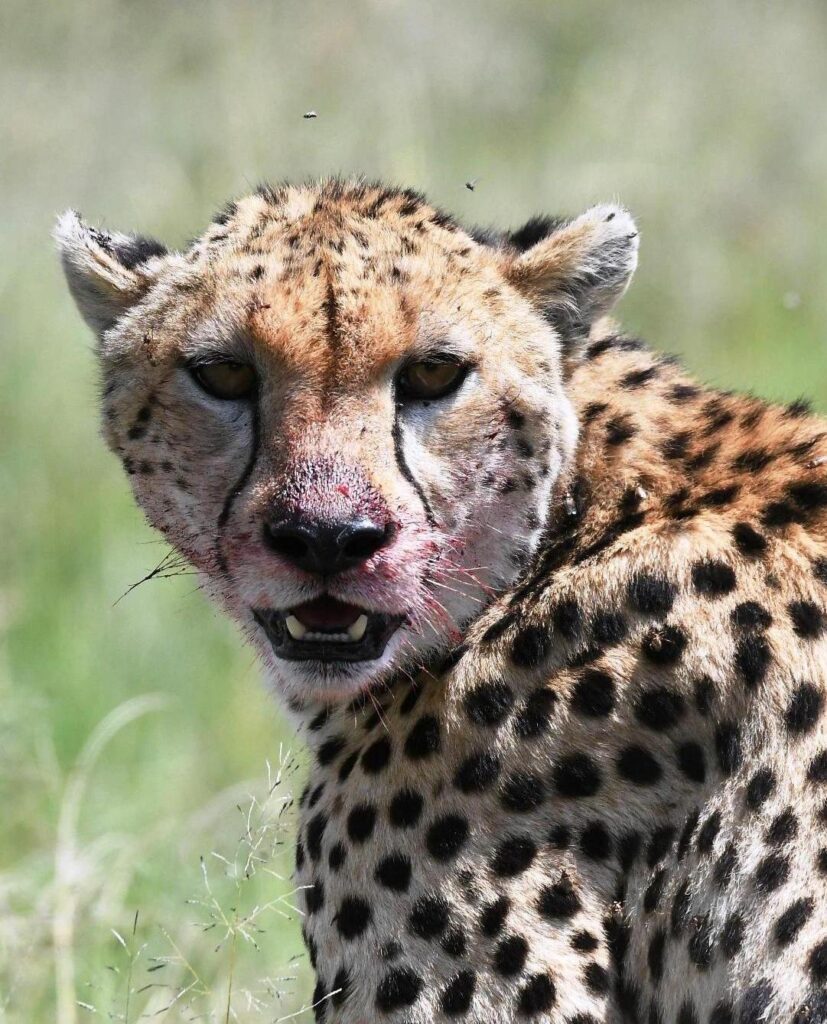 Birding and Beyond Safaris