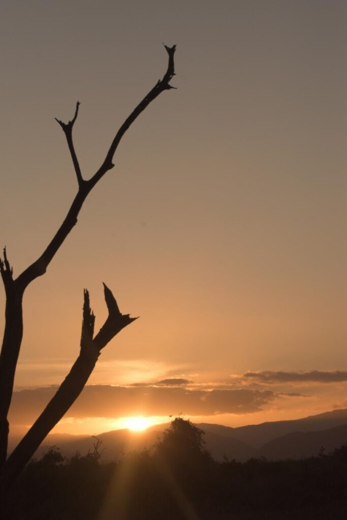 Sunset behind silhouetted tree branch