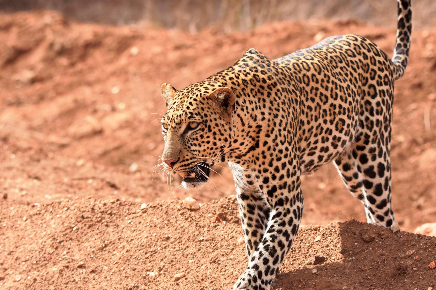 how to book an african luxury safari pic 2